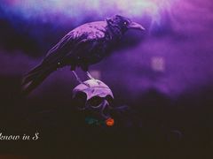 -猫头婴小酒馆FUN OWL(1912店)