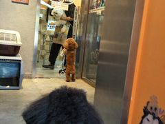 -我爱吾宠宠物美容院(朝阳路店)