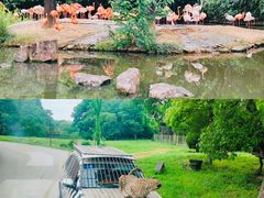 -上海野生动物园