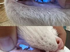 -momokira米努特·德文卷毛猫·棉花面纱犬