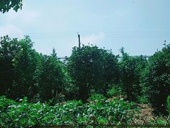 -喜洋洋蟹庄(阳澄湖店)