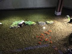 -几荷·恰似故人来(秀水广场店)