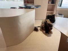 -瞄一喵猫咖(格力海岸店)