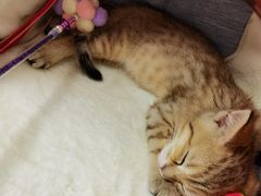 -伟伟宠物医院·CT影像中心·瑞派犬猫综合性门诊(汉口总院)
