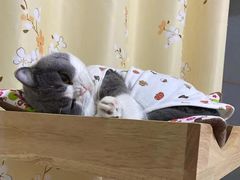 -艾贝尔宠物医院 ·内科全科(梁溪路店)