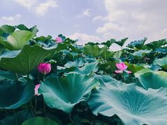 -荷塘月色湿地公园·向阳花洲