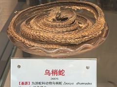 -广东中医药博物馆