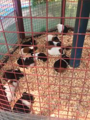 -萌宠亲子动物乐园(槐房万达店)