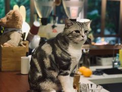 -咖法森林·咖啡  酒吧(天河店)