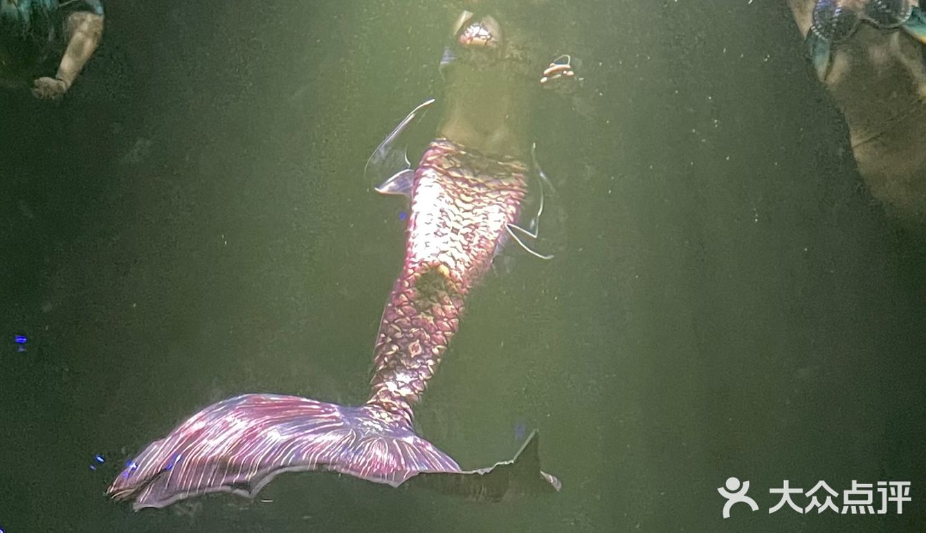 和美人鱼一起潜水啦