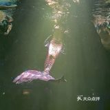 和美人鱼一起潜水啦