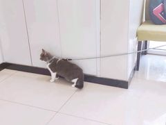 -艾吉宠物医院·疑难杂症转诊中心·猫友好(碧江路院)