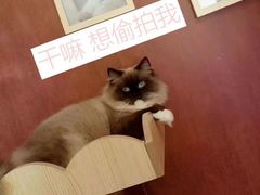 -青奢宠物·青奢猫舍