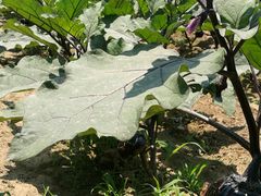 -意大利农场度假村