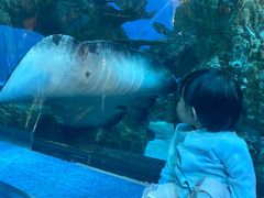 -乐从天佑城海洋馆