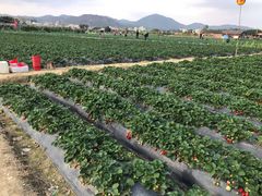 -碧桂园润杨溪谷温泉酒店