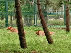 -秦皇岛野生动物园