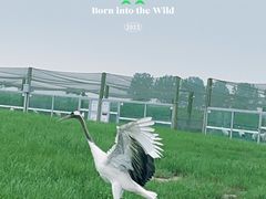 -盐城丹顶鹤湿地生态旅游区