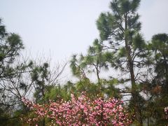 -南京市无想山景区