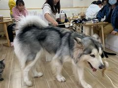 -李小姐の猫咖啡馆(五角场店)