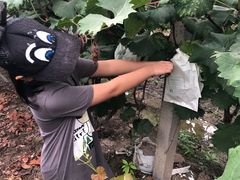 -马陆小张葡萄园农家乐