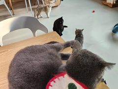 -豆逗聊愈猫阁Easy Life