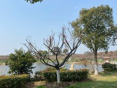 -上海海湾国家森林公园