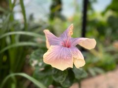 -中国科学院华南植物园