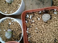 -龙大花卉苗木市场