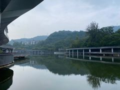 -银湖山郊野公园-相思林