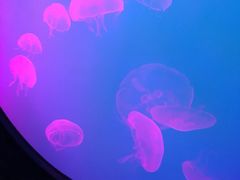 -瑞普利水族馆
