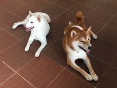 -柴犬高等学院·狗咖·柴犬售卖·宠物训练