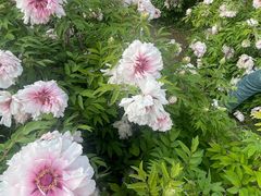 -洛阳市隋唐城遗址植物园
