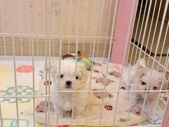 -博特宠物医院24h犬猫全科.骨科·异宠