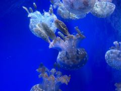 -海合安武汉极地海洋公园