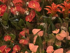 -双季花艺园艺市场(浦东店)