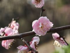 -九华山公园