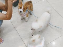 -乐琪宠物医院·犬猫专科·骨外科·急重症