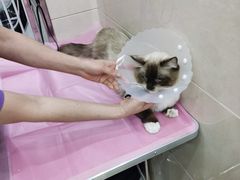 -北京观赏动物医院·24小时大型综合·猫专科·异宠专科