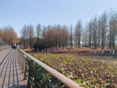 -江滩湿地公园