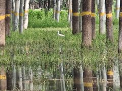 -东郊湿地公园
