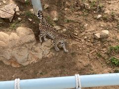 -西霞口神雕山野生动物世界