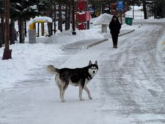 -北极村旅游风景区