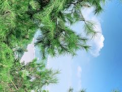 -铁山坪森林公园