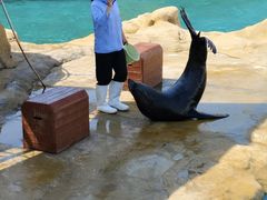 -秦皇岛乐岛海洋王国