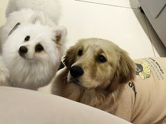 -怪兽屋·羊驼·猫咖·狗咖(俊华广场店)