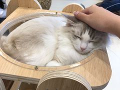 -飞行喵MR PILOT|猫舍·猫咖(静安大融城店)