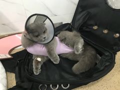 -伟伟宠物医院·CT影像中心·瑞派犬猫综合性门诊(汉口总院)