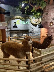 -Zoolung Zoolung动物主题公园(海信广场店)