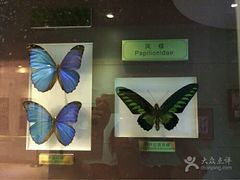 -上海昆虫博物馆